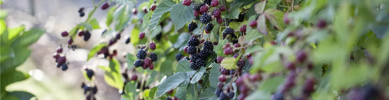 Brombeeren – wilde Leckereien mit langer Tradition