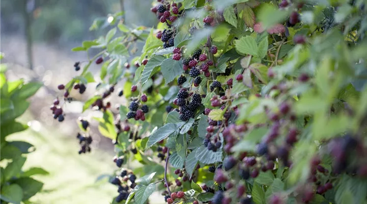 Brombeeren – wilde Leckereien mit langer Tradition