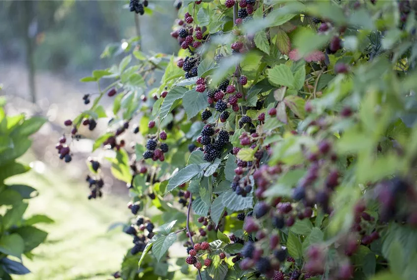 Brombeeren – wilde Leckereien mit langer Tradition