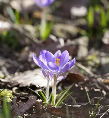 Crocus chrysanthus