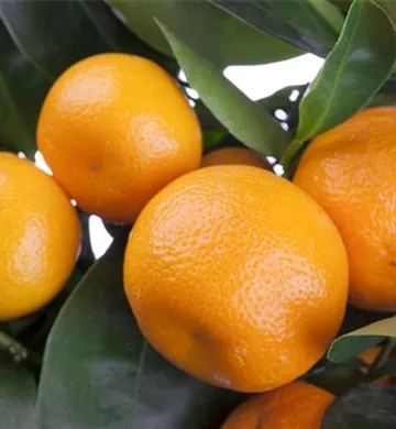 Citrus sinensis