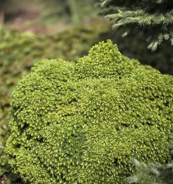 Cryptomeria japonica