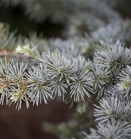 Cedrus atlantica