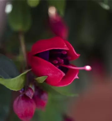 Fuchsia Hybride