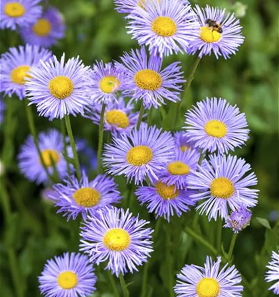 Aster dumosus