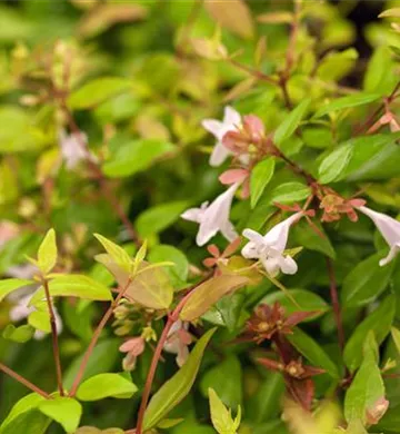 Abelia grandiflora