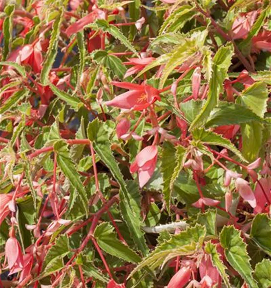 Begonia boliviensis