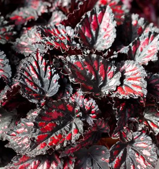 Begonia rex